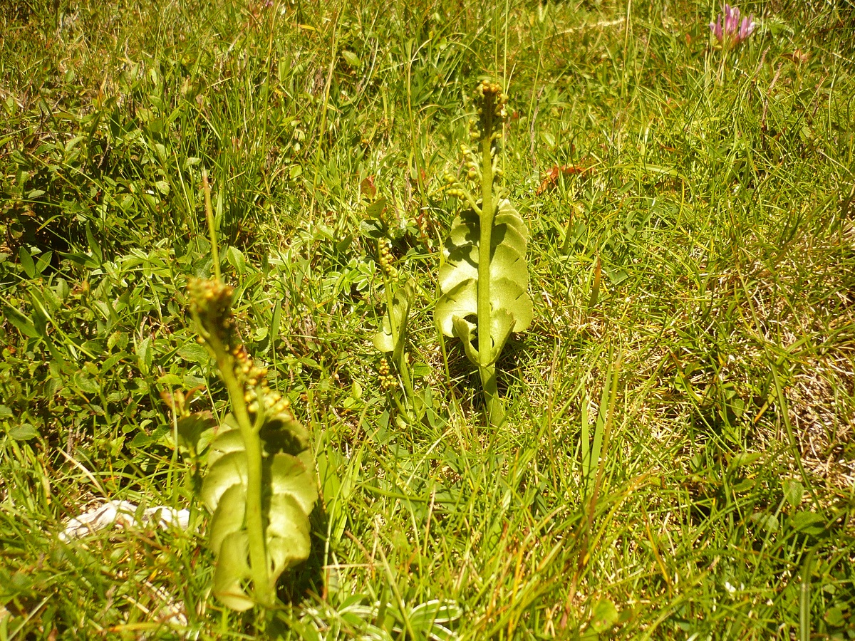 Botrychium lunaria (Ophioglossaceae)